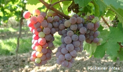 Roter Riesling an der Bergstrasse